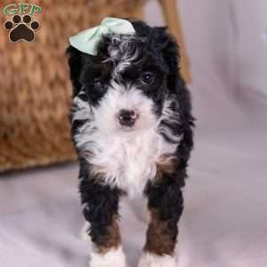 Keri, Mini Bernedoodle Puppy